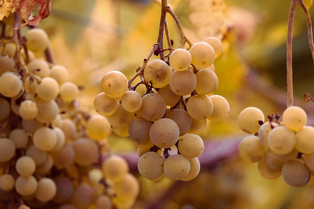 Vineyard grapes